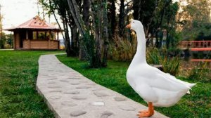 Эко-отель "Озеро Дивное", п.  Лазаревское , видеообзор - отдых в коттеджах на берегу моря!