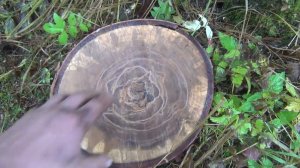 17 серия Когда Иван Пилит Бурундуки от смеха с деревьев падают Каповый спил Вегетативное Пихта Тайга