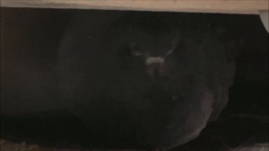 Голубь защищает гнездо от вороны