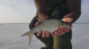 Зимняя рыбалка на Рузе. Ловля леща и плотвы.  Закрытие сезона, ли