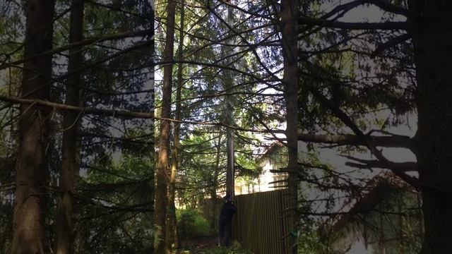 Защитная химическая обработка хвойных деревьев от короеда. смотреть онлайн