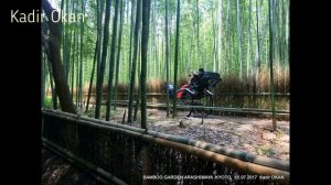 KYOTO & JAPAN / Bambu Ormanı (Bamboo Garden) / Arashiyama