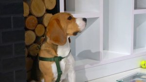 ШЕРЛОК ПРЕВРАТИЛСЯ В ЗЛОГО ПСА. ВСЕ ЕГО БОЯТСЯ. БРОС ШОУ ПЕТ