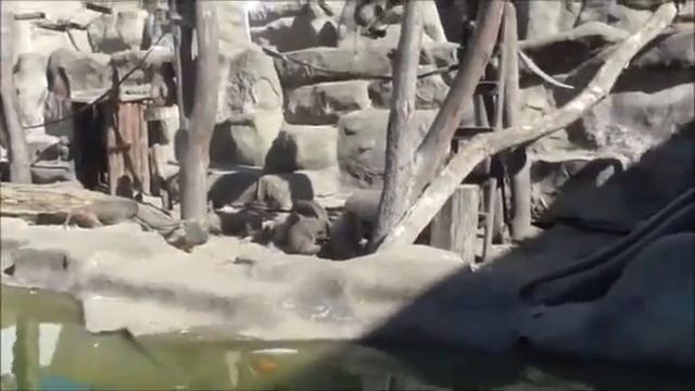 Бабуины смотреть онлайн