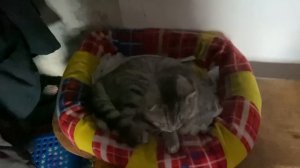 ПРИГОТОВИЛ СУПЕР ШАУРМУ/ РЕЦЕПТ ШАУРМЫ В ДОМАШНИХ УСЛОВИЯХ
