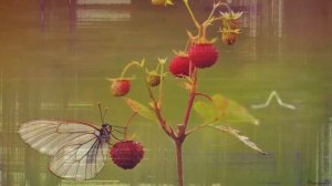 Земляничная страна   Музыка Александра Кэтлина