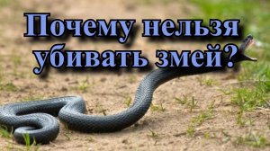 Почему нельзя убивать змей??