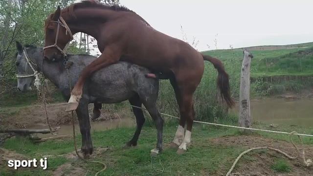 Super Donkey Meeting Horse First Time 1080HD