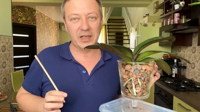 полив орхидеи в ВАРЕНОМ КЕРАМЗИТЕ и ЗАЧЕМ ДЫРОЧКА? смотреть онлайн