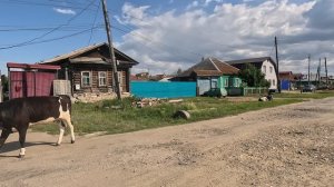 Каслинские коровы на улице Энгельса