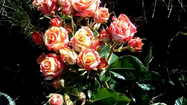 Розы моего сада. Роза Фаер Флеш (Fire flash) смотреть онлайн