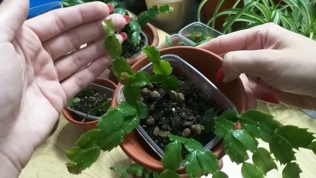 Подаренный Рео?попытка 2-ая?Обзор сентябрь?Пересадки?Кротон?Крассула?Декабрист?Хатиора?Рипсалидопси