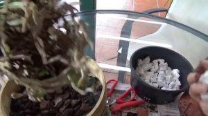 ПЕРЕСАДКА КАТТЛЕИ. КАК Я ЭТО ДЕЛАЮ. ПОПУГАИ. REPOTTING A CATTLEYA. MY WAY