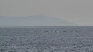 Dolphins on the beach Asprovalta Greece