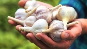 От ЭТОЙ подкормки ЧЕСНОК не пожелтеет.Чем подкормить чеснок весной. Подкормка чеснока