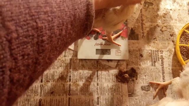 Как погода влияет на бройлеров. смотреть онлайн