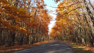 LES FEUILLES MORTES (Cora Vaucaire)