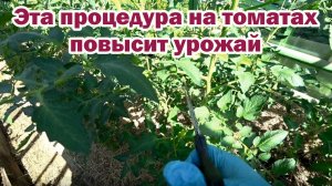 Осветляем кусты томатов