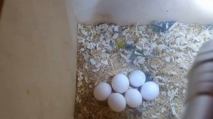 Как легко проверить яйца на оплод прямо в гнезде