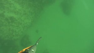 Морская подводная охота в первый раз
