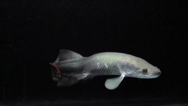 Морская фауна. Marine life.