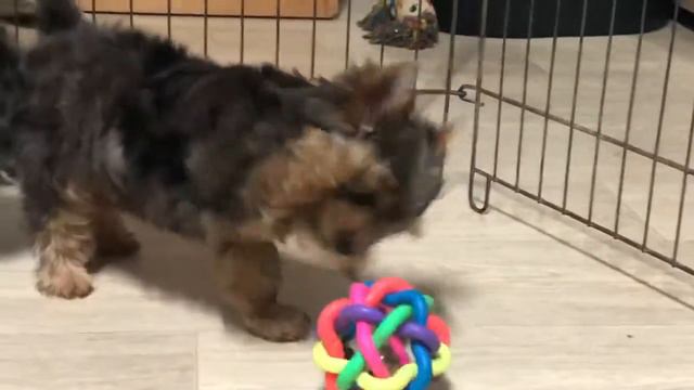 IMG 4196девочки мерле .Йорки смотреть онлайн