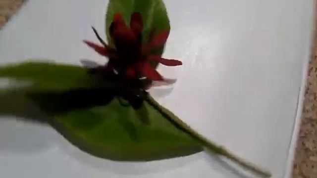 CALYCANTHUS FLORIDUS by Alessandro Pollastri 25/07/2017 смотреть онлайн