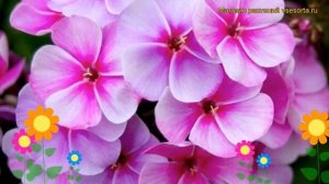 Флокс метельчатый Неон Флейр Блу. Краткий обзор, описание phlox paniculata Neon Flair Blue