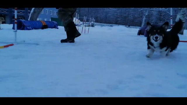 Кинологический лагерь Февраль 2021 смотреть онлайн