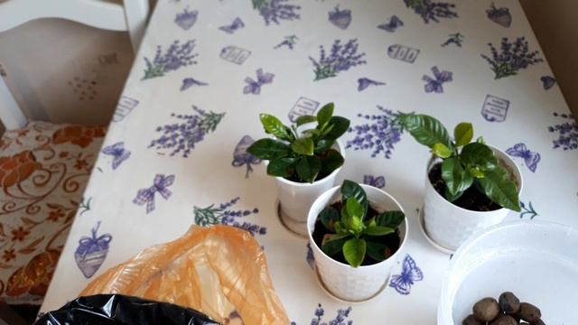 ГАРДЕНИЯ ЖАСМИНОВИДНАЯ или все что от нее осталось 15 06 2022г смотреть онлайн