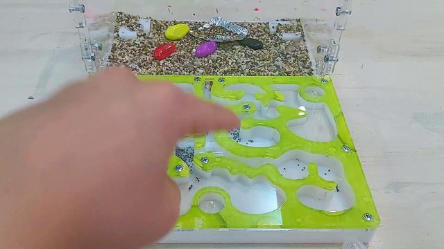 Как живут мои муравьи?  Что изменилось? 🐜 #муравьинаяферма #формикарий
