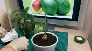 Как привить авокадо в домашних условиях. Сорт Фуэрте, проба пера))) Даёшь тропики в Арктике!