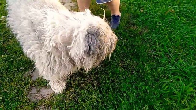 DOG WALKS 🐶🐕🐩 НА ПРОГУЛКЕ (ПОСЛЕДНЕЕ ВИДЕО МОЕГО ЛЮБИМЦА ДРУГА ИНЕ ТОЛЬКО ПРОСТИ МЕНЯ МОЙ ДРУГ Я) смотреть онлайн