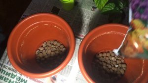 Выращивание перца Dragon’s breath #4