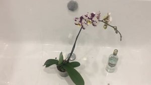 Первичная обработка новой орхидеи аэрозолем Bona Forte