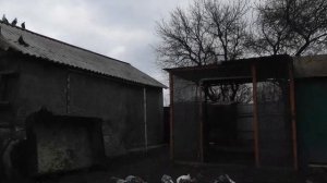 Голуби Доброполье