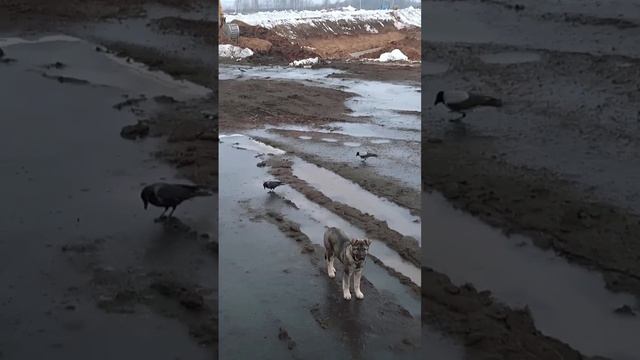 Собака и ворона.