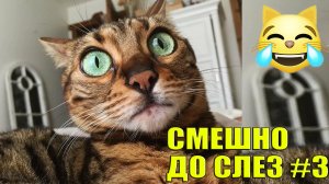 ПРИКОЛЫ С ЖИВОТНЫМИ 2024😻 СМЕШНО ДО СЛЕЗ #3😂