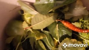 СОЛИМ ЗЕЛЁНЫЕ помидоры, рецепт как для боковых