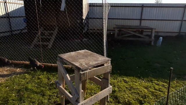 Куры Доминант молодки смотреть онлайн