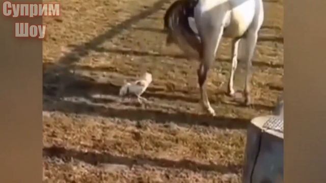 ЛОШАДЬ ПРОТИВ БЫКА! ЛОШАДЬ в деле против Петуха, Козы, Верблюда смотреть онлайн