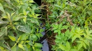 Посадка картошки под распашник