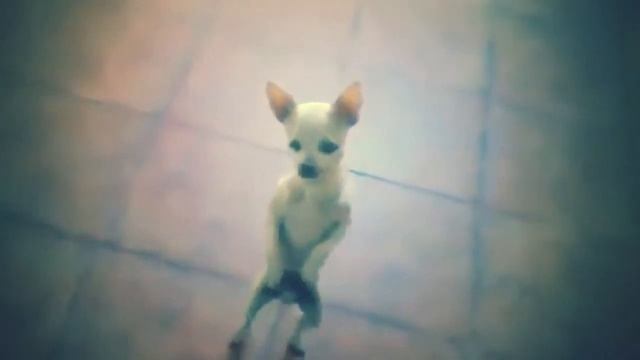 Трололо. Танцующая собачка под трололо смотреть онлайн