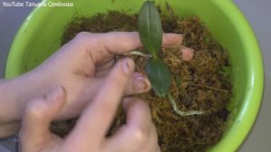 #Орхидеи. Размываю две фласки с фаленопсисами. Высадка рассады орхидей 1