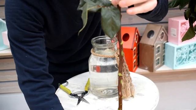 Обзор на розы "Нина" смотреть онлайн