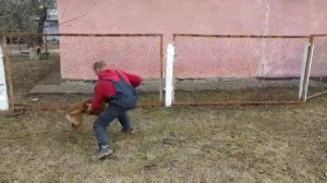 Бельгийская овчарка в работе | Порода собак бельгийская овчарка