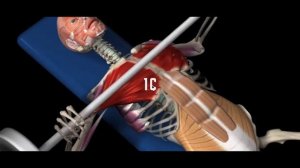 Основы силовых тренировок. Мышечная гипертрофия.
