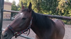 herd of horses HORSES ,табун лошадей ЛОШАДИ лошадки