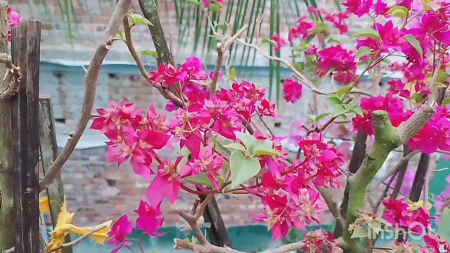 various types of bougainvillea flower plant/golden sunshine/flash/chocolate brown/chili/বাগান বিলাস смотреть онлайн