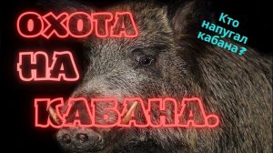 Кто напугал кабана? Охота на кабана.